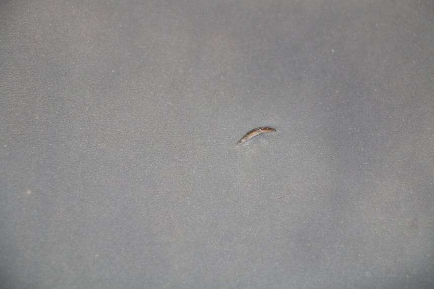 photo de ASIENTO YAMAHA YP T-MAX TMAX 530 (2017 - 2020)