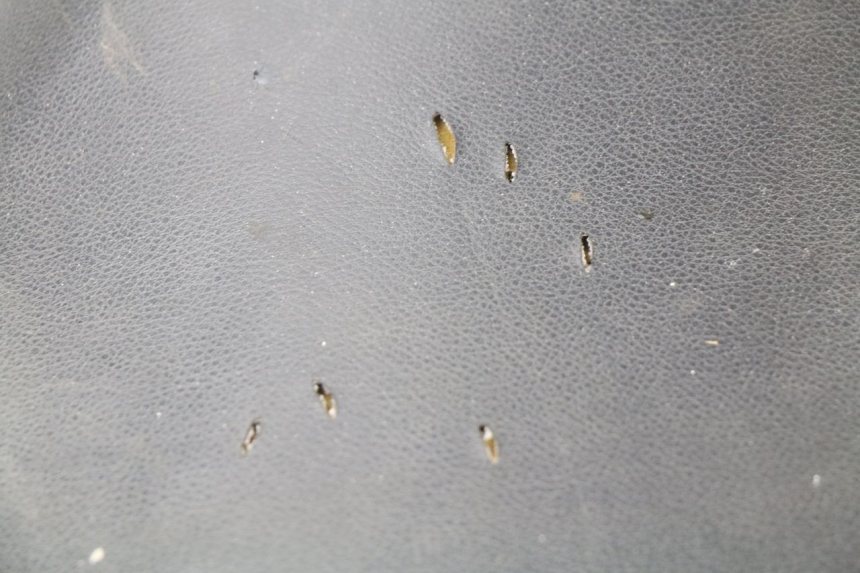 photo de ASIENTO PEUGEOT ZENITH 50 (1994 - 1999)
